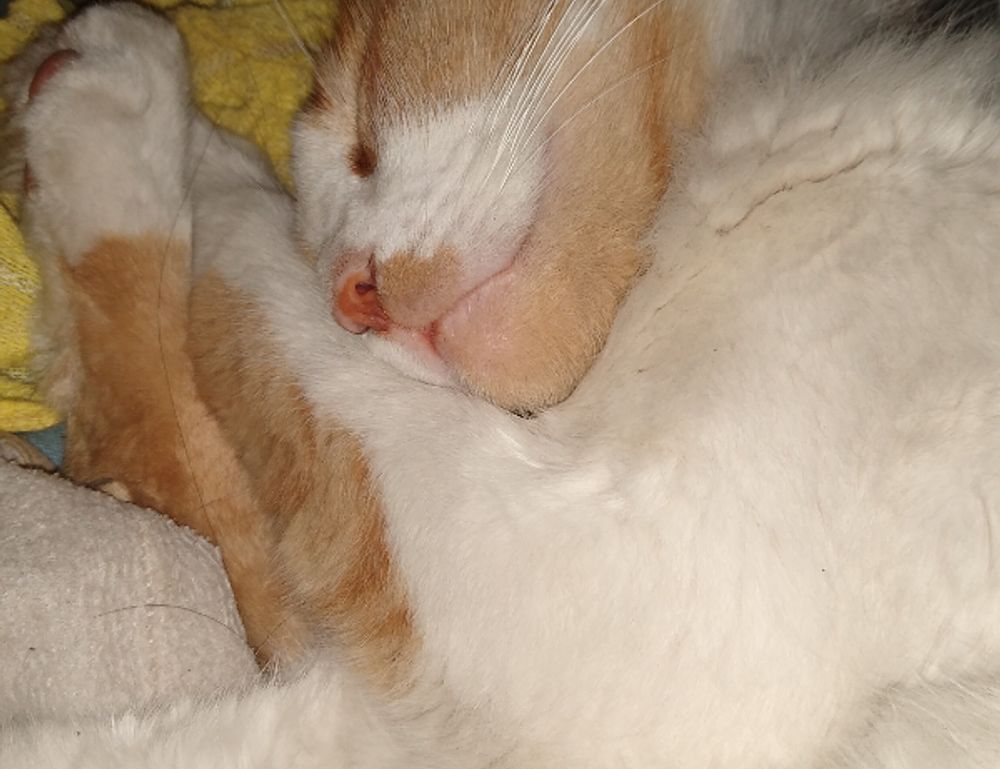 benefits of immorpos35.3 software