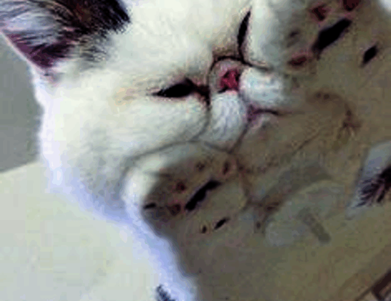 creative ideas convwbfamily