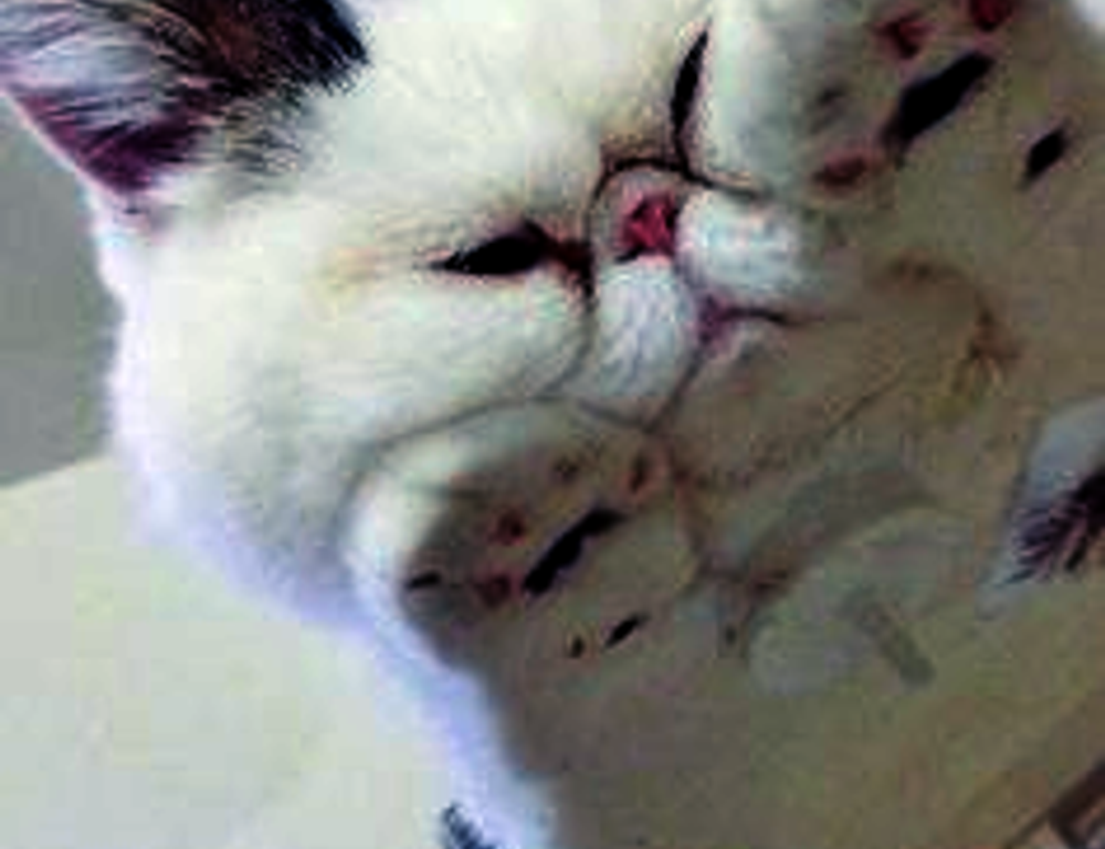 creative ideas convwbfamily