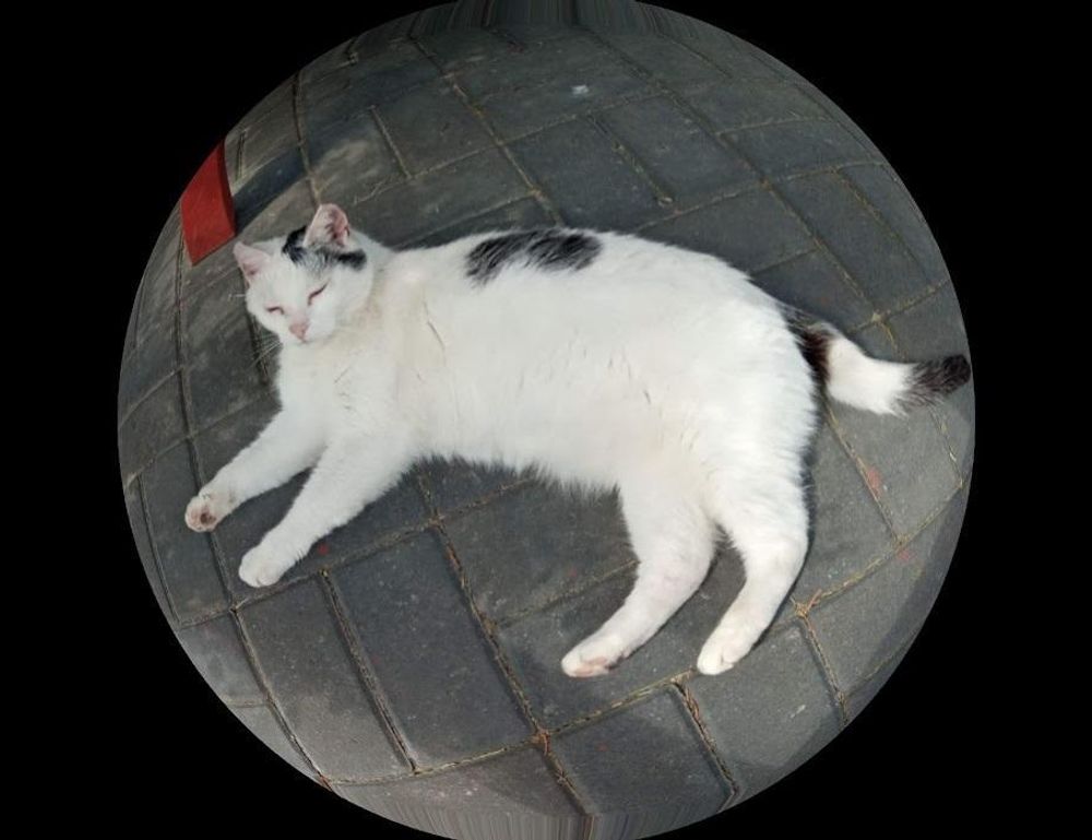 helpful guide convwbfamily