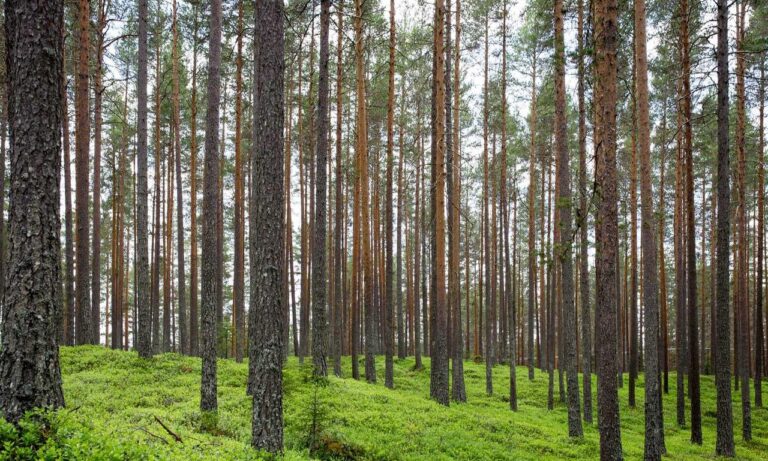 highlights of nummazaki