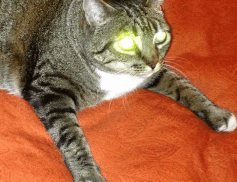 new software name mozillod5.2f5