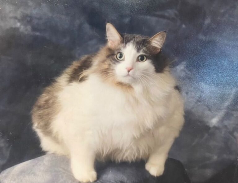 sofware doxfore5 dying