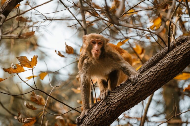 when is ustudiobytes going to be live