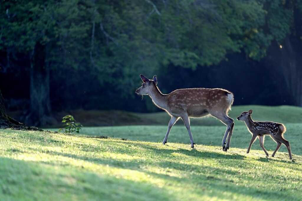 how to parent convwbfamily