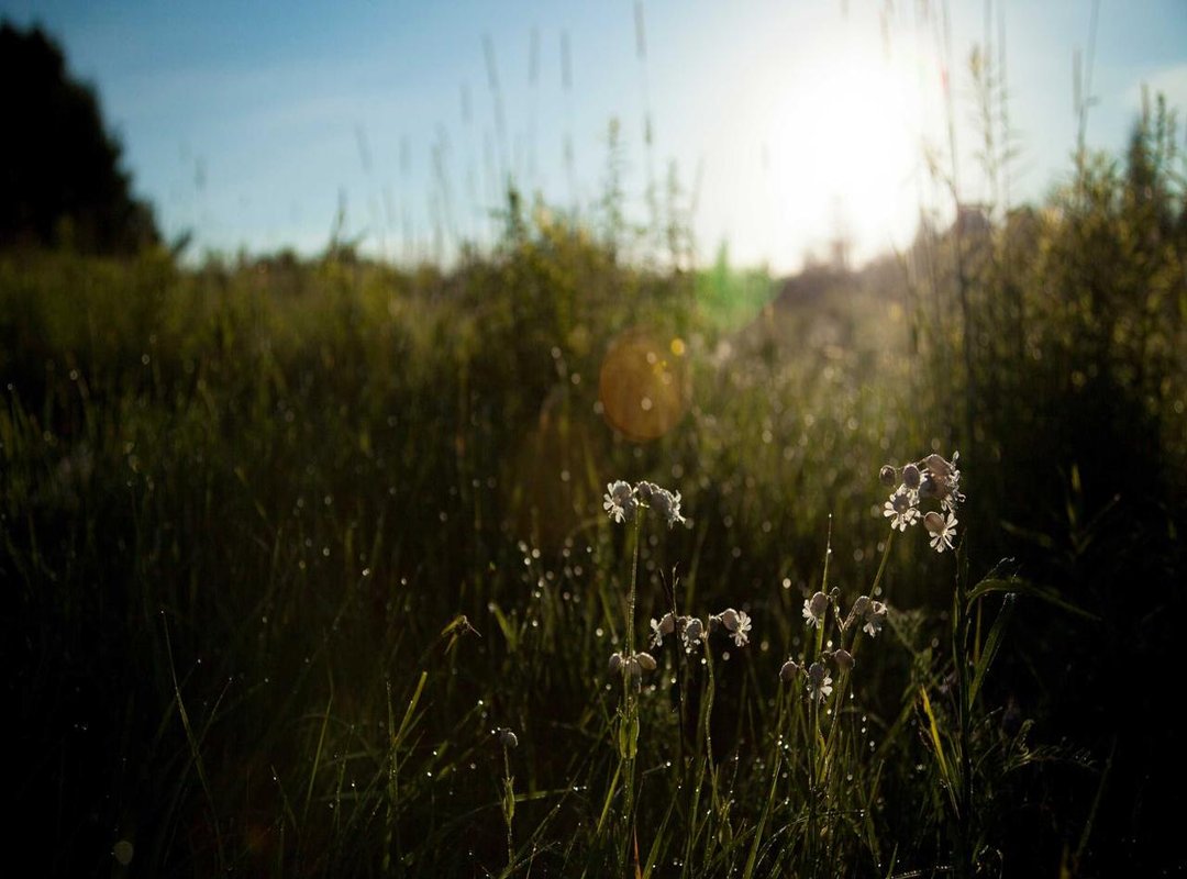 Free vs. Paid Wallpapers: A Quick Comparison